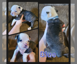 Olde English Bulldogge Puppy for sale in WHEELER, MI, USA