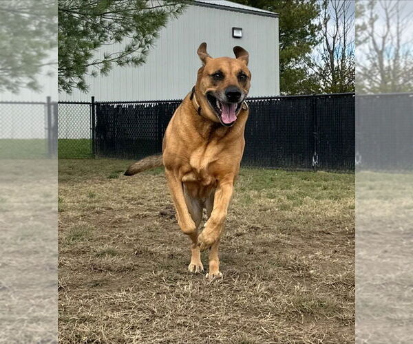 Medium Photo #4 Black Mouth Cur-German Shepherd Dog Mix Puppy For Sale in Evansville, IN, USA