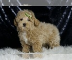 Small #2 Maltipoo (Miniature)