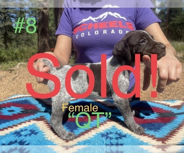 Medium Photo #17 German Shorthaired Pointer Puppy For Sale in FLORISSANT, CO, USA