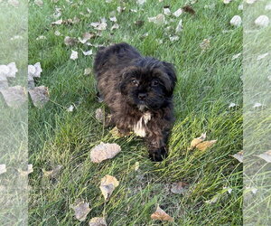 Potato - Female Lhasa Apso Dog for Adoption - Photo #2