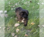 Small Photo #2 Lhasa Apso Puppy For Sale in Wheaton, IL, USA