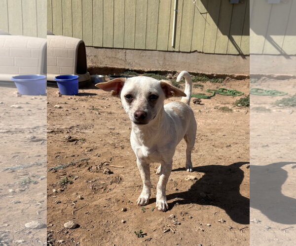 Medium Photo #3 Chiweenie Puppy For Sale in Amarillo, TX, USA