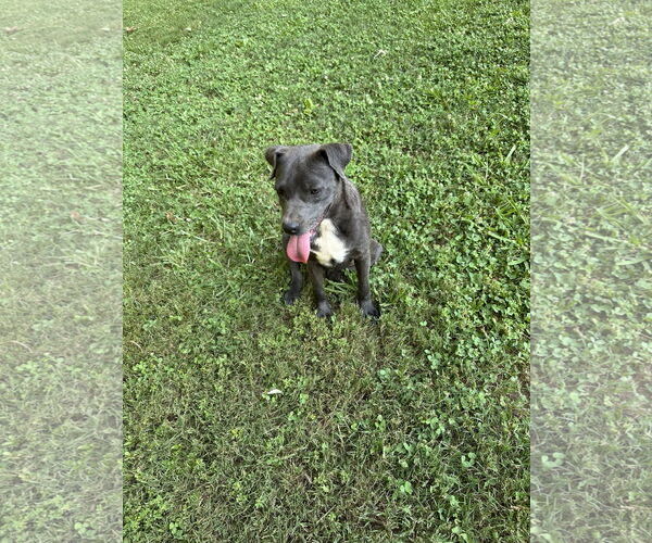 Medium Photo #10 Great Dane-Unknown Mix Puppy For Sale in Ball Ground, GA, USA