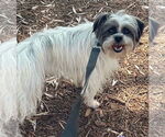 Small #1 Lhasa Apso Mix