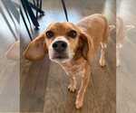 Small Beagle Mix