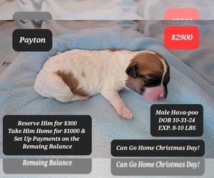 Poovanese Puppy for sale in TUCSON, AZ, USA