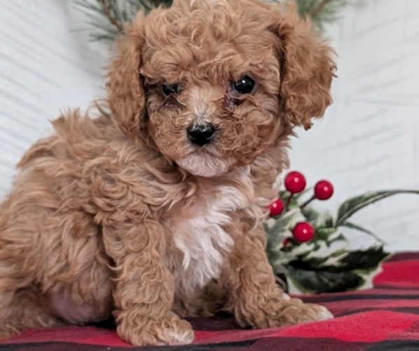 Medium Photo #6 Cavapoo (Miniature) Puppy For Sale in GOSHEN, IN, USA