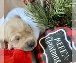 Small Photo #40 Golden Retriever Puppy For Sale in RICHMOND, TX, USA