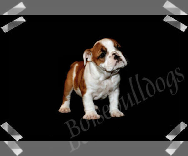 Medium Photo #6 Bulldog Puppy For Sale in BOISE, ID, USA