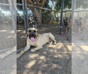 Mastiff Dogs for adoption in Goodyear, AZ, USA