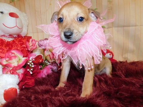 Medium Photo #4 Jack-Rat Terrier-Rat Terrier Mix Puppy For Sale in HAMMOND, IN, USA