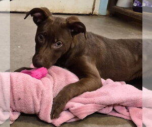 Labrador Retriever-Unknown Mix Dogs for adoption in Amarillo, TX, USA