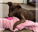 Small Labrador Retriever Mix