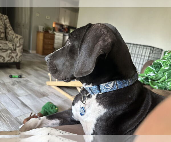 Medium Photo #3 Great Dane-Unknown Mix Puppy For Sale in Springdale, PA, USA