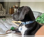 Small #2 Great Dane Mix