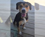 Small #1 Beagle Mix
