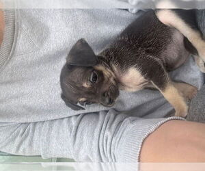 Chihuahua-Unknown Mix Dogs for adoption in Plainfield, IL, USA