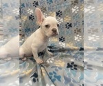 Small #8 French Bulldog