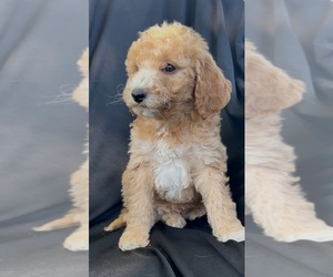 Medium Cavapoo-Goldendoodle Mix