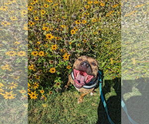Bruno - Male Mutt Dog for Adoption - Photo #12