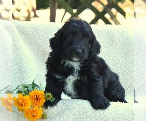 Aussiedoodle Miniature  Puppy for sale in GAP, PA, USA