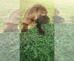 Small #7 Labrador Retriever