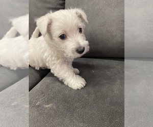 West Highland White Terrier Puppy for sale in LOWER BURRELL, PA, USA