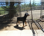 Small Photo #3 Doberman Pinscher Puppy For Sale in TEMECULA, CA, USA