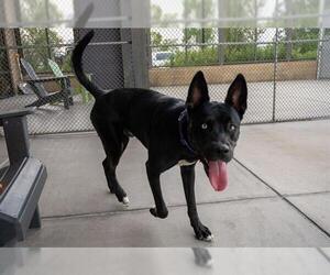 Border Collie-Siberian Husky Mix Dogs for adoption in Denver, CO, USA