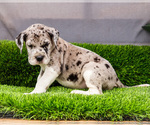 Small #5 Great Dane
