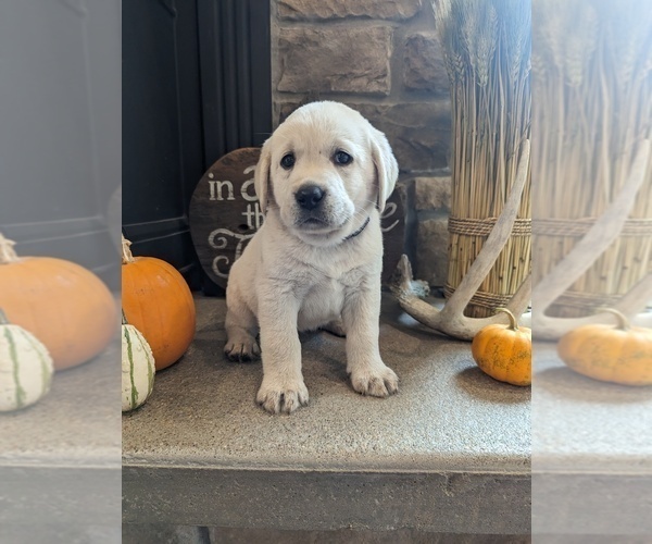 Medium Photo #3 Labrador Retriever Puppy For Sale in HUTCHINSON, KS, USA