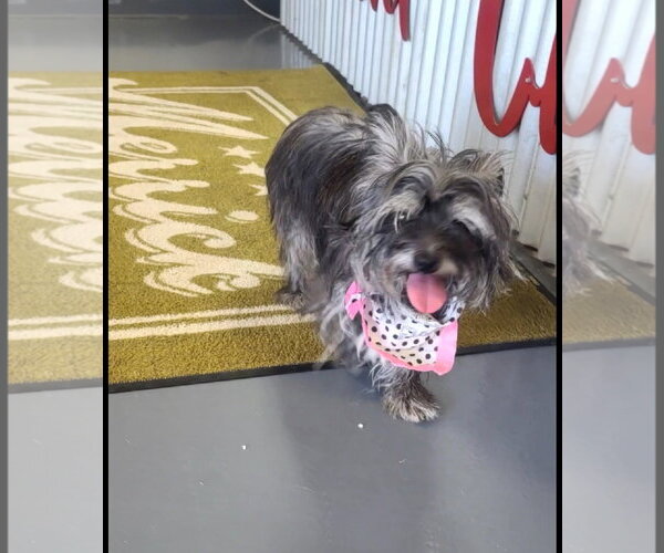 Medium Photo #2 Shih Tzu-Unknown Mix Puppy For Sale in Grafton, WI, USA