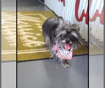 Small #1 Shih Tzu Mix