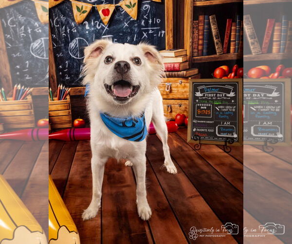 Medium Photo #7 Chihuahua-Chow Chow Mix Puppy For Sale in Houston, TX, USA