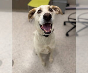 Labrenees Dogs for adoption in Brighton, CO, USA