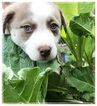 Small Photo #1 Siberian Husky-Staffordshire Bull Terrier Mix Puppy For Sale in PORTLAND, OR, USA