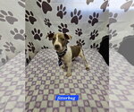 Small Rat Terrier Mix