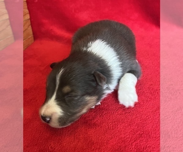 Medium Photo #4 Shel-Aussie Puppy For Sale in FORT MORGAN, CO, USA