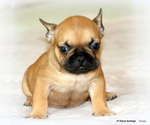 Small #6 French Bulldog