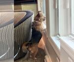 Small #1 Cairn Terrier Mix