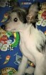 Puppy 0 Chinese Crested