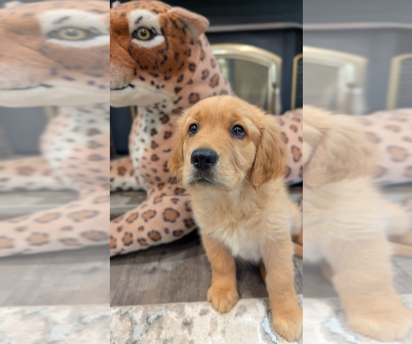 Medium Photo #5 Golden Retriever Puppy For Sale in SACRAMENTO, CA, USA