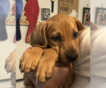 Small Photo #4 Labbe Puppy For Sale in Rockville, MD, USA