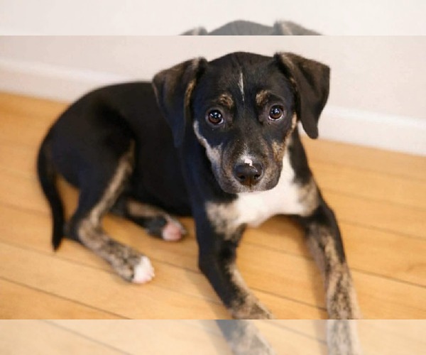 Medium Photo #3 Boxer-Unknown Mix Puppy For Sale in Duluth, MN, USA