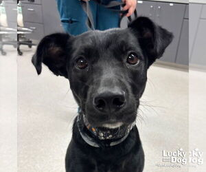 Borador Dogs for adoption in Washington, DC, USA