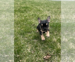French Bulldog Litter for sale in OSWEGO, IL, USA