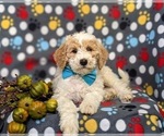 Small Photo #8 Goldendoodle (Miniature) Puppy For Sale in GLEN ROCK, PA, USA