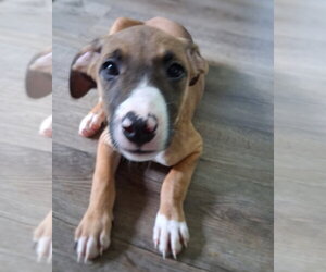 Luna - Female American Pit Bull Terrier-Unknown Mix Dog for Adoption - Photo #2