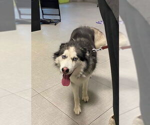 Siberian Husky Dogs for adoption in Rancho Cucamonga, CA, USA